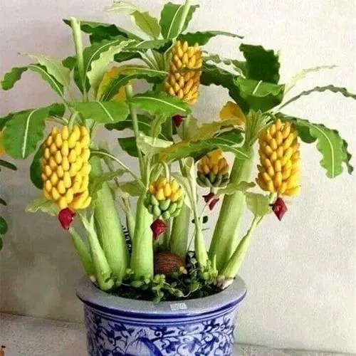 کاشت درخت موز در گلدان