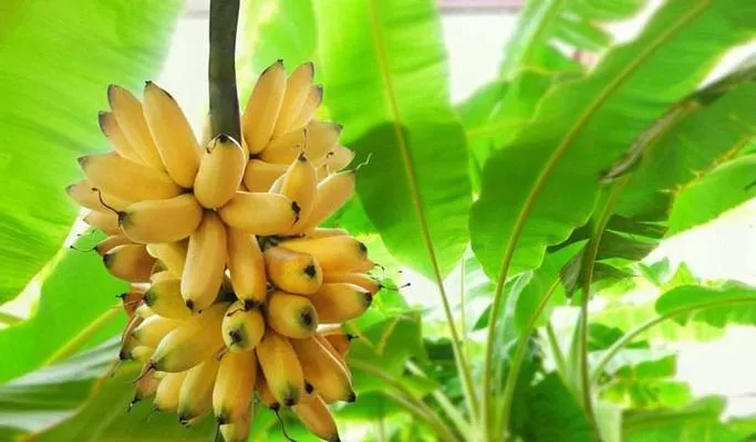 کاشت درخت موز در گلدان
