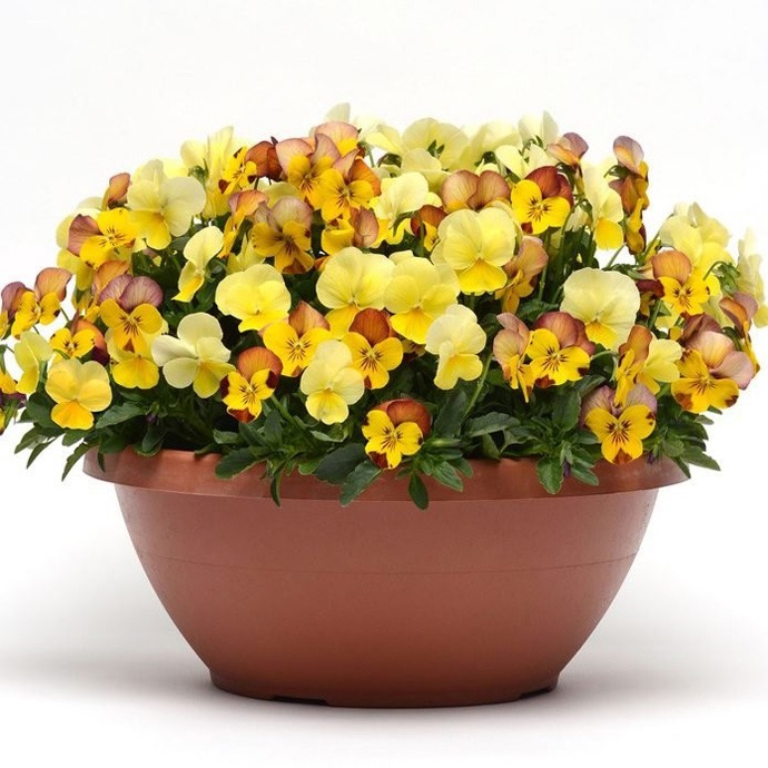 گل آپارتمانی ویولا viola