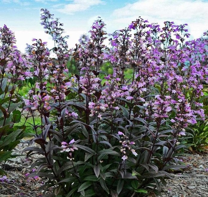 گل آپارتمانی ریش سیاه Penstemon