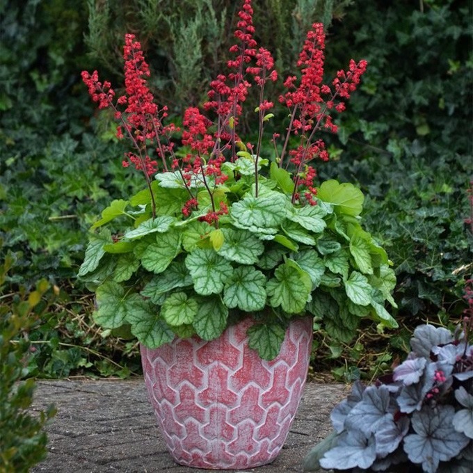 coral pistacho