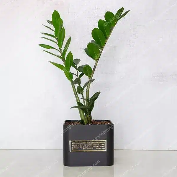 خرید گل آپارتمانی