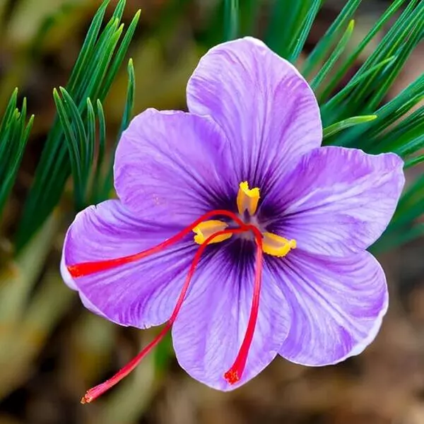 کروکوس زعفرانی (Saffron Crocus) از گرانترین گلهای جهان