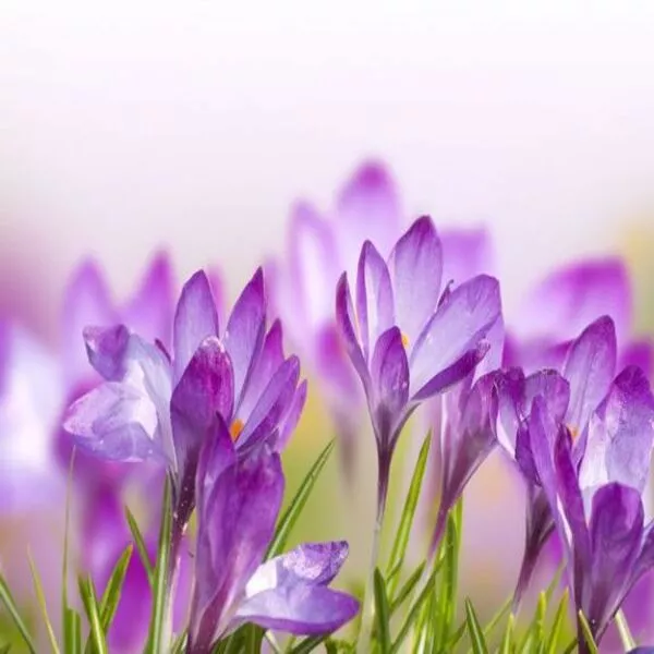گران ترین گل های جهان