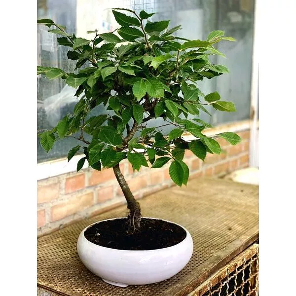 بن سای الکس