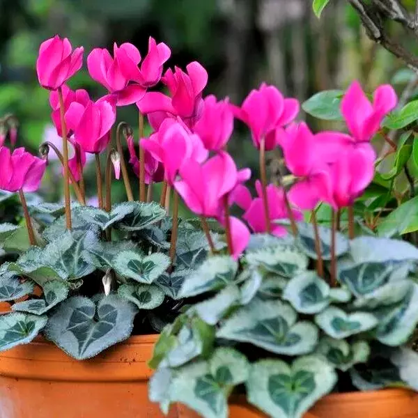 انواع گل های سیکلامن