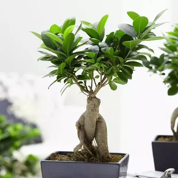 بن سای جینسینگ