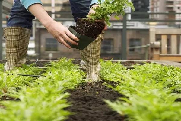 خاک مناسب برای ساخت روف گاردن