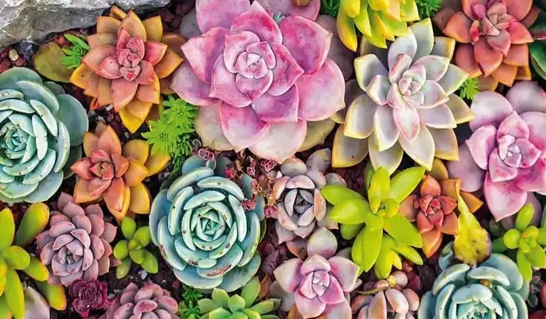 گیاهان مناسب برای روف گاردن یا بام سبز
