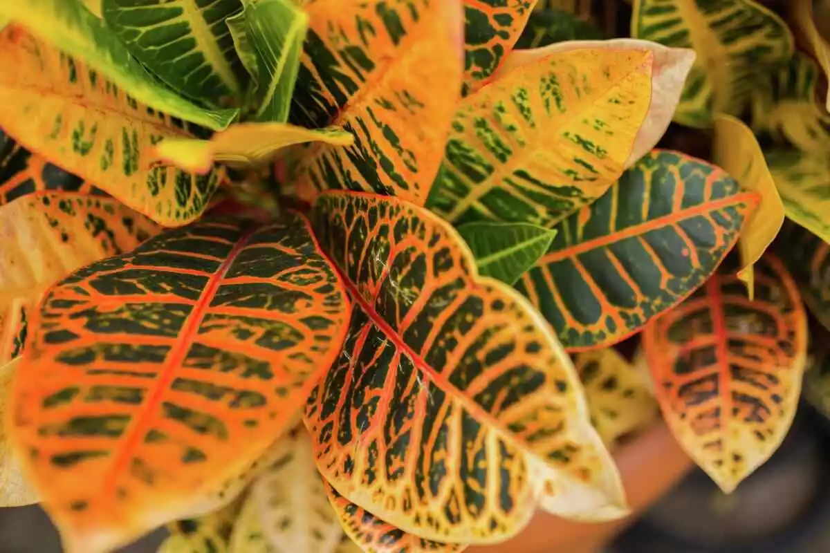 گیاه کروتون Croton plant