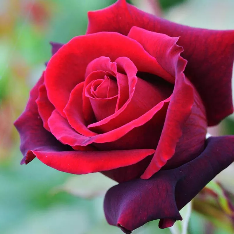رز هیبریدی