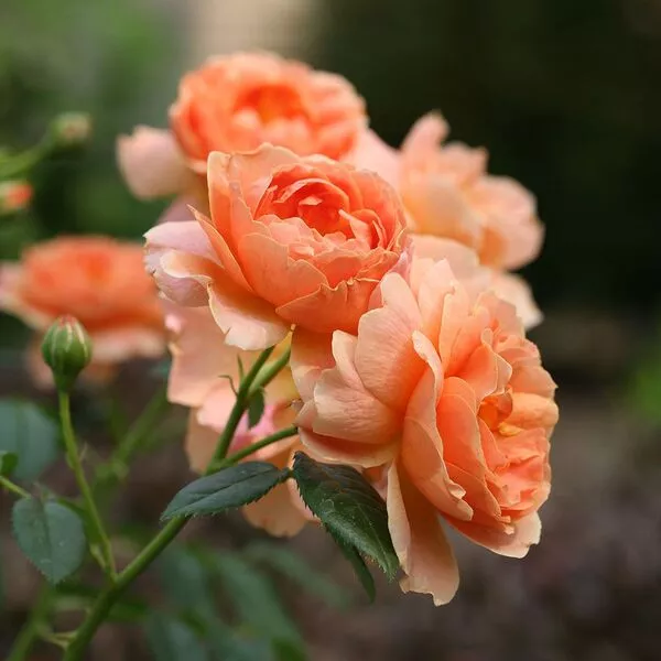 رز هیبریدی