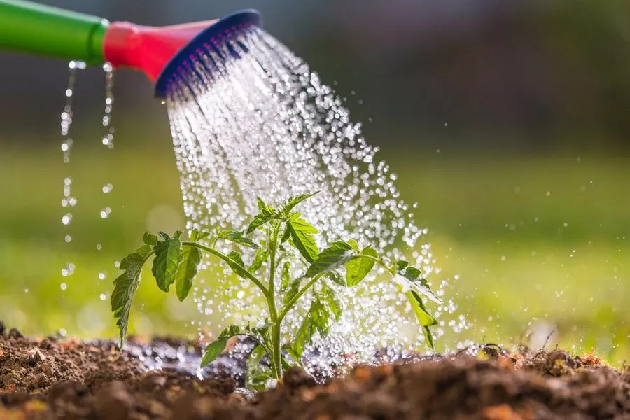 آبیاری گیاهان آپارتمانی