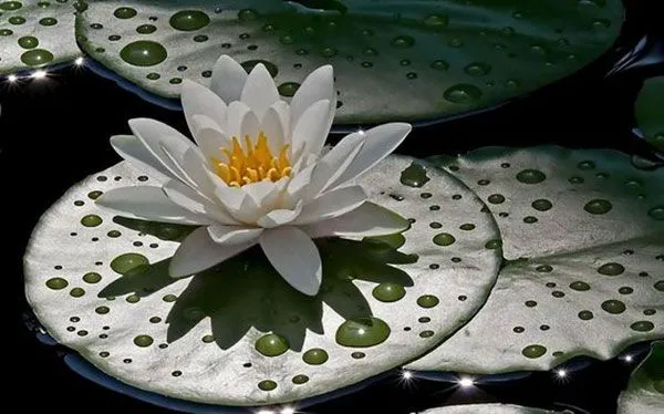 پرورش گل نیلوفر آبی