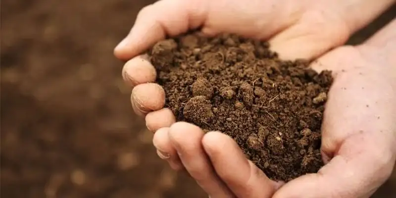 خاک مناسب گل و گیاه