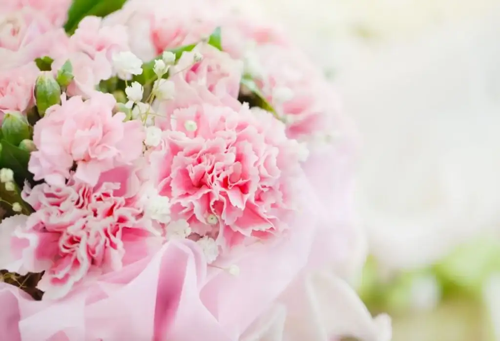 گل میخک هدیه تولد