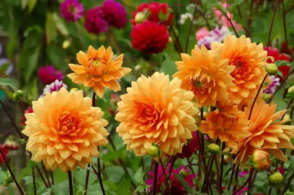 خرید گل کوکب هدیه تولد