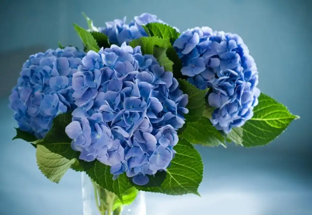 گل هورتانسیا یا ادریسی برای هدیه تولد