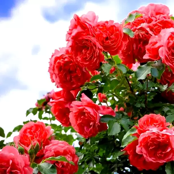 آماده سازی خاک برای کاشت گل رز