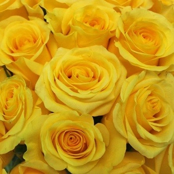 معنی گل رز زرد