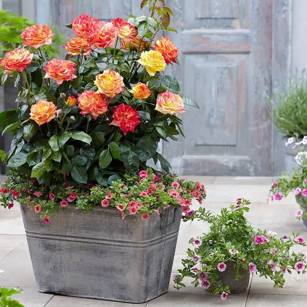 باغبانی کانتینری گل رز