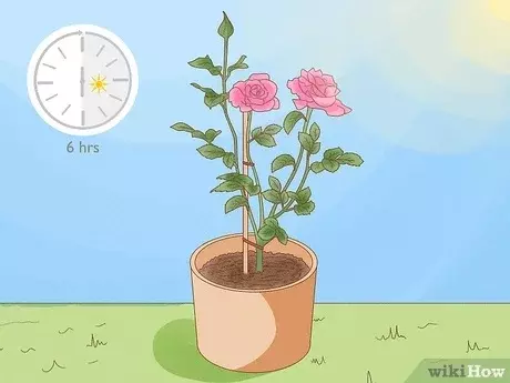 میزان نور مورد نیاز برای باغبانی کانتینری گل رز
