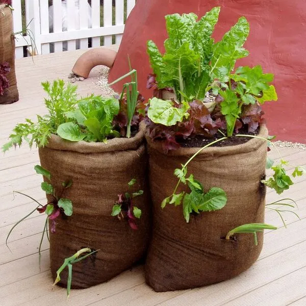 باغبانی کانتینری برای مبتدیان
