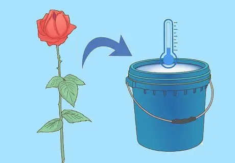 آب ولرم برای گل رز