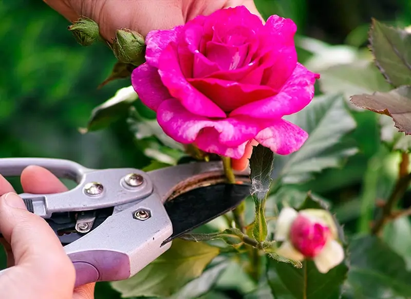 بریدن ساقه گل رز برای نگهداری در آب