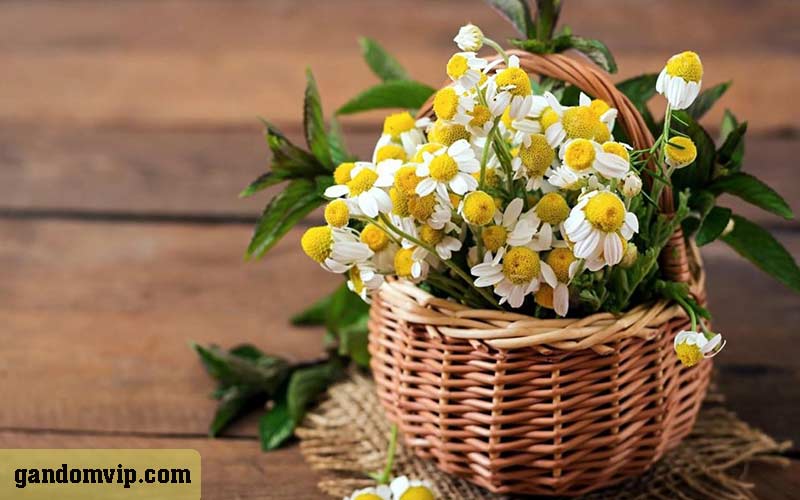 باکس گل و سبد گل طبیعی